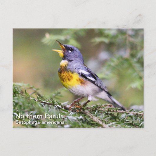 Northern Parula Postkarte (Vorderseite)