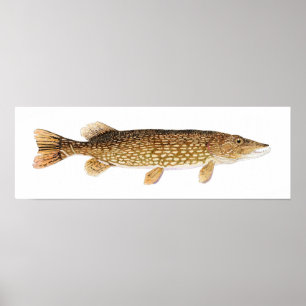 Northern Pike Art Poster