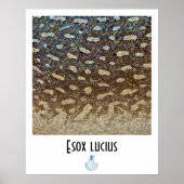 Northern Pike FFF Poster (Vorne)