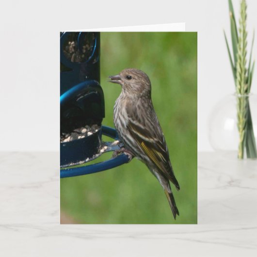 Northern Pine Siskin - Framework Art Card Karte (Vorderseite)