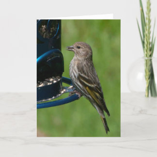 Northern Pine Siskin - Framework Art Card Karte