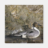 Northern Pintail Duck Magnet (Vorne)