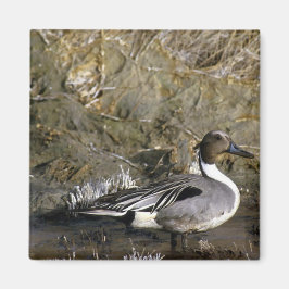 Northern Pintail Duck Magnet
