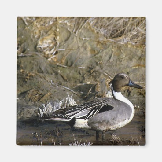 Northern Pintail Duck Magnet (Vorne)