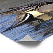 Northern Pintail Duck Photo Poster (Ecke)