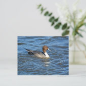 Northern Pintail Duck Postkarte (Stehend Vorderseite)