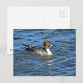 Northern Pintail Duck Postkarte (Vorne/Hinten)