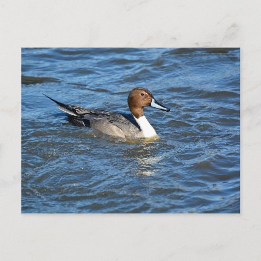 Northern Pintail Duck Postkarte (Vorderseite)