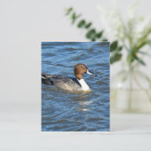 Northern Pintail Duck Postkarte (Stehend Vorderseite)