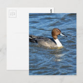 Northern Pintail Duck Postkarte (Vorne/Hinten)