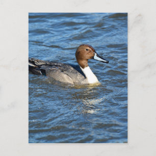 Northern Pintail Duck Postkarte