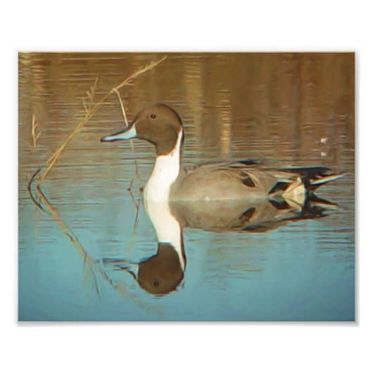 Northern Pintail Duck Print Fotodruck (Vorne)