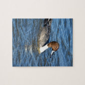 Northern Pintail Duck Puzzle (Horizontal)