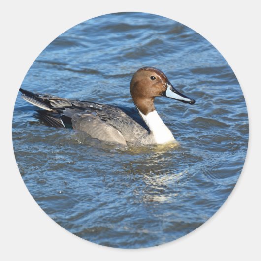 Northern Pintail Duck Runder Aufkleber (Vorderseite)