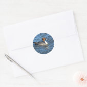 Northern Pintail Duck Runder Aufkleber (Umschlag)