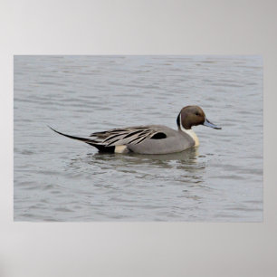 Northern Pintail Enck Foto Poster