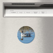 Northern Pintail Magnet (In Situ (Geschirrspüler))