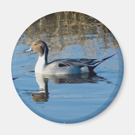 Northern Pintail Magnet (Vorne)