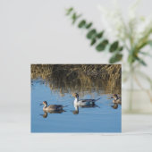 Northern Pintail Postkarte (Stehend Vorderseite)