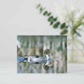 Northern Pintail Postkarte (Stehend Vorderseite)