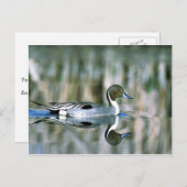 Northern Pintail Postkarte (Vorne/Hinten)