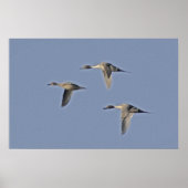 Northern Pintails Poster (Vorne)