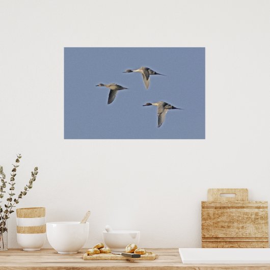 Northern Pintails Poster (Küche)