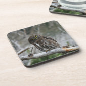 Northern Pygmy Owl Beyond Coaster Getränkeuntersetzer (Linke Seite)