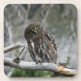 Northern Pygmy Owl Beyond Coaster Getränkeuntersetzer