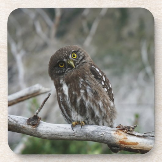 Northern Pygmy Owl Beyond Coaster Getränkeuntersetzer (Vorderseite)