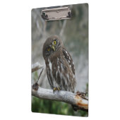Northern Pygmy Owl Clipboard Klemmbrett (Links)