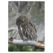 Northern Pygmy Owl Clipboard Klemmbrett (Rückseite)