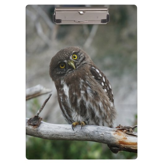 Northern Pygmy Owl Clipboard Klemmbrett (Vorderseite)