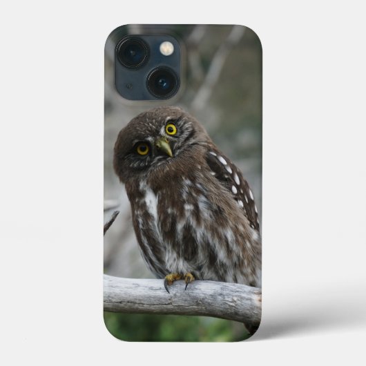 Northern Pygmy Owl iPhone 13 Mini Fall Case-Mate iPhone Hülle (Rückseite)