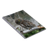 Northern Pygmy Owl Notebook Notizblock (Rechte Seite)