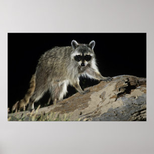 Northern Raccoon, Procyon lotor, erwachsen mit 2 Poster