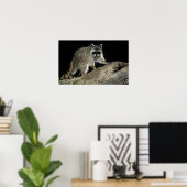 Northern Raccoon, Procyon lotor, erwachsen mit 2 Poster (Heimbüro)