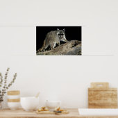 Northern Raccoon, Procyon lotor, erwachsen mit 2 Poster (Küche)