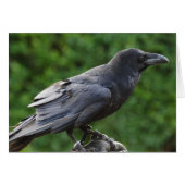Northern Raven (Vorderseite (Horizontal))