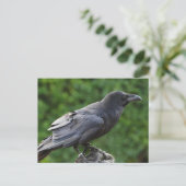 Northern Raven Postkarte (Stehend Vorderseite)