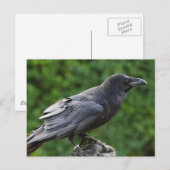 Northern Raven Postkarte (Vorne/Hinten)