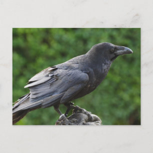 Northern Raven Postkarte