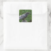 Northern Raven Quadratischer Aufkleber (Tasche)
