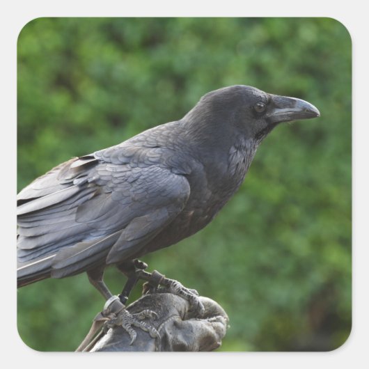 Northern Raven Quadratischer Aufkleber (Vorderseite)