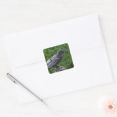 Northern Raven Quadratischer Aufkleber (Umschlag)