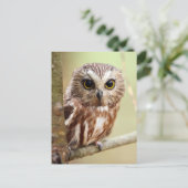 Northern Saw-whet Owl (Aegolius acadicus) Postkarte (Stehend Vorderseite)