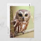 Northern Saw-whet Owl (Aegolius acadicus) Postkarte (Vorne/Hinten)