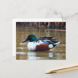 Northern Shoveler Duck am Teich Postkarte