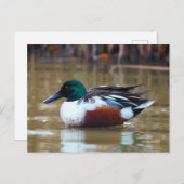 Northern Shoveler Duck am Teich Postkarte (Vorne/Hinten)