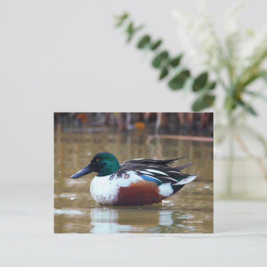 Northern Shoveler Duck am Teich Postkarte (Stehend Vorderseite)